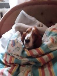 Бассет хаунд мальчик 4 года