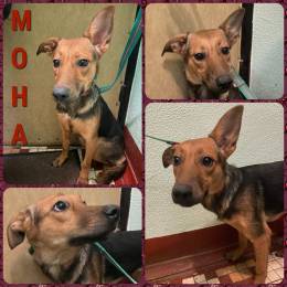 собака МОНА даром