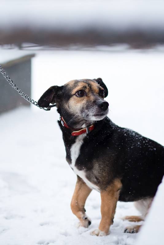 Маленькая хрупкая собачка ищет дом