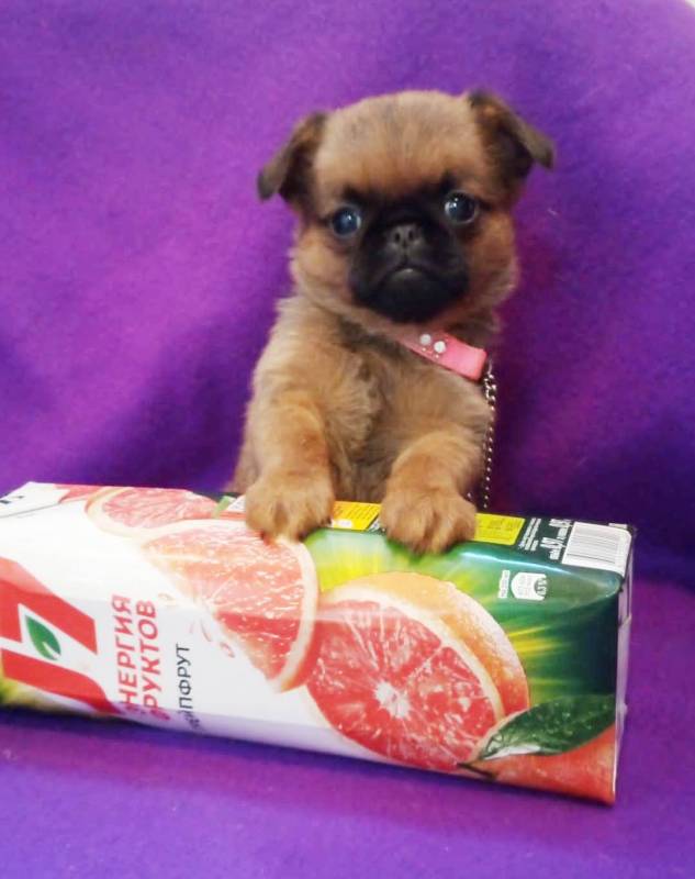 Мини девочка пти-брабансон