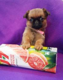 Мини девочка пти-брабансон