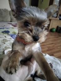 Йоркширский терьер