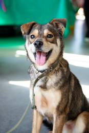 Всегда всем довольный небольшой пёсик