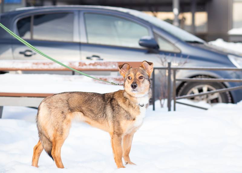 Очень трогательная собачка
