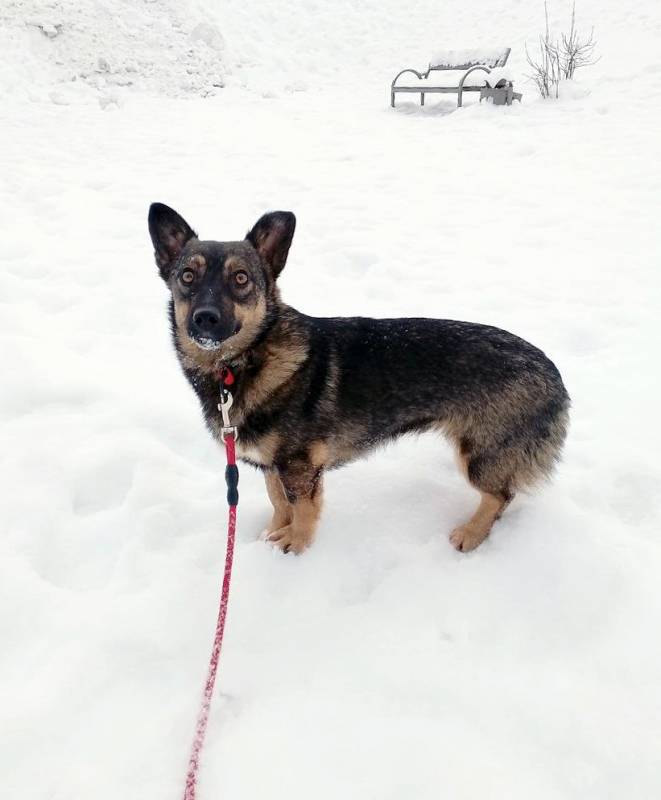 Совсем маленькая собачка, 7 кг