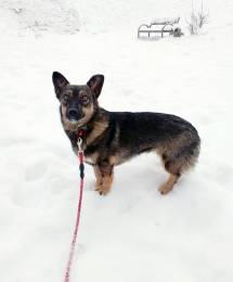 Совсем маленькая собачка, 7 кг