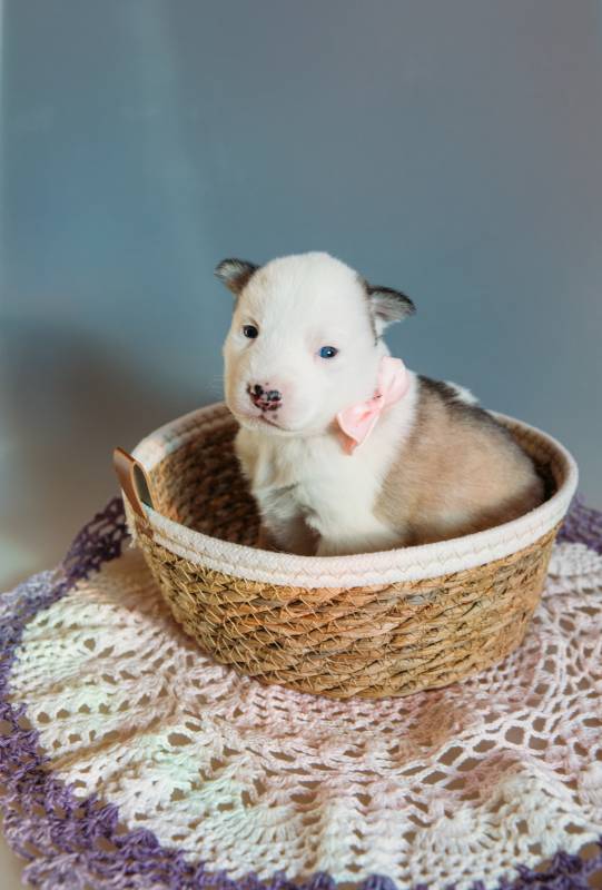 Щенки Хаски