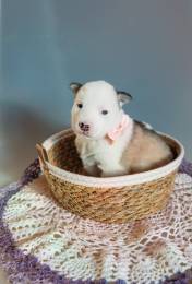 Щенки Хаски