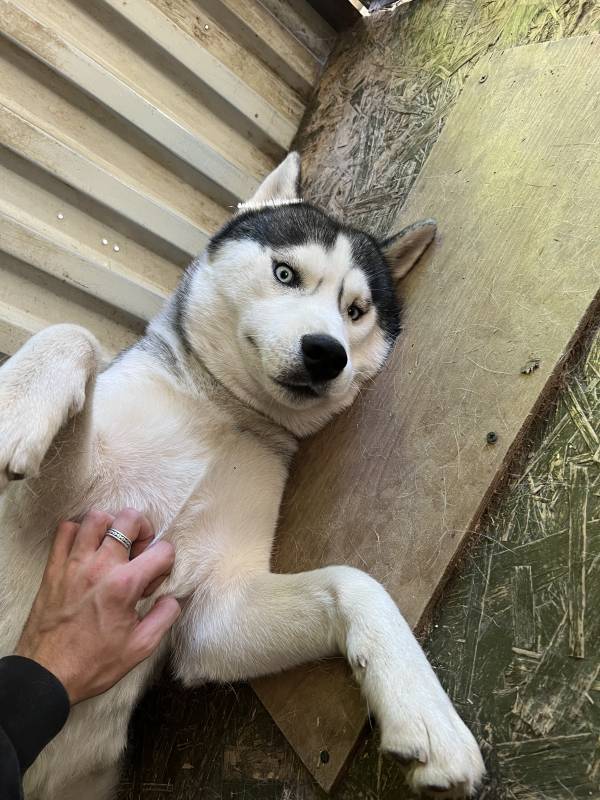 Красивый взрослый хаски ищет девочку )