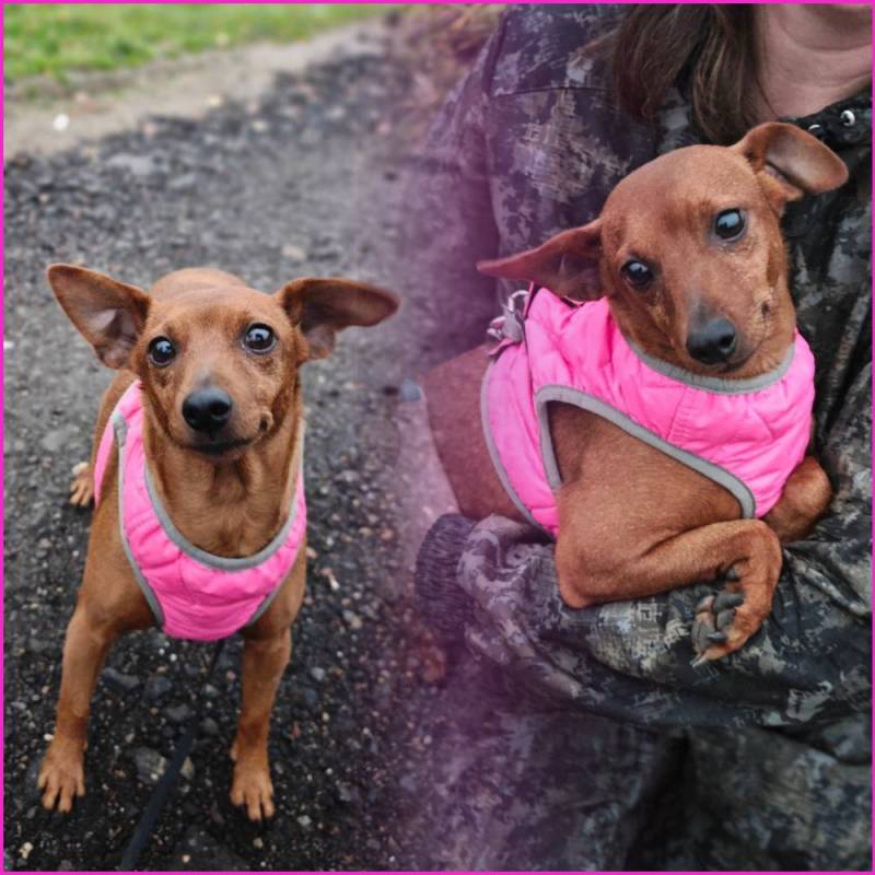 пинчер ТИЛЬДА даром