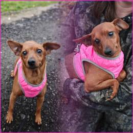 пинчер ТИЛЬДА даром