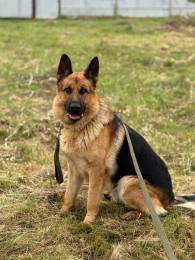 Вязка собак