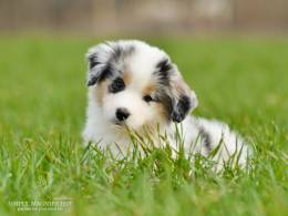 Щенки австралийской овчарки (аусси) РКФ