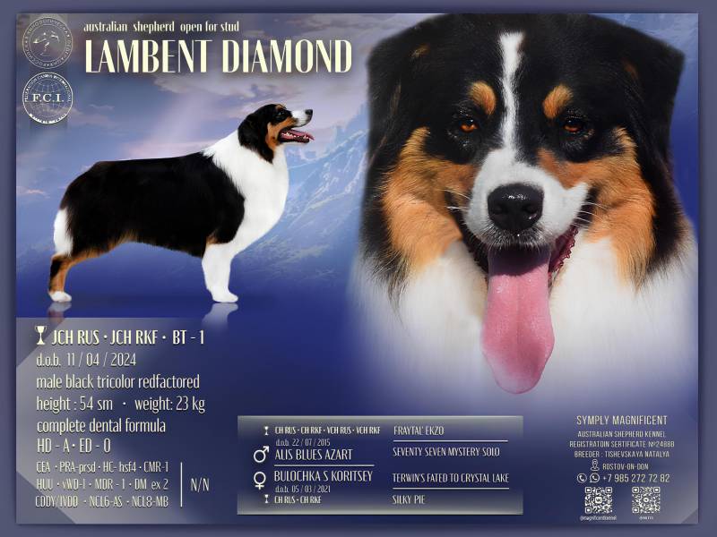 Австралийская овчарка