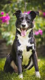 Ромео в поисках дома!