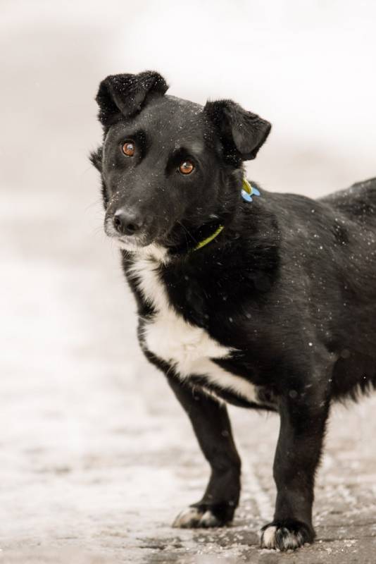 В хорошие руки отдадим симпатягу парня по имени Шнырек!