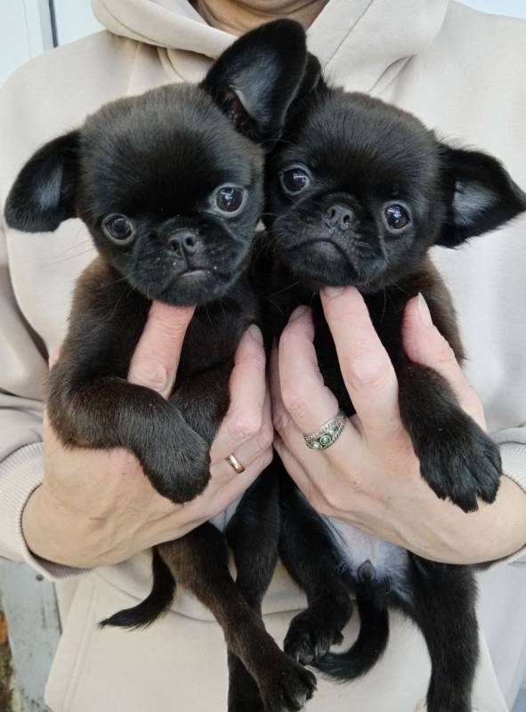 Милота из Тулы