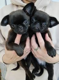 Милота из Тулы