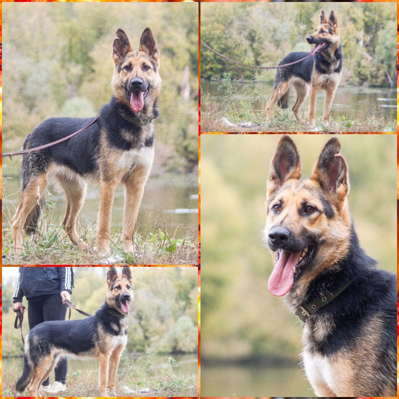 собака Веста даром