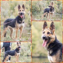 собака Веста даром