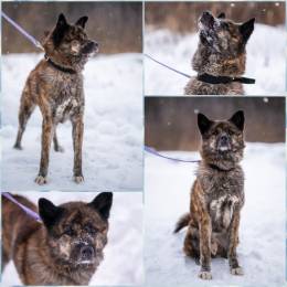 пёс Юджин даром