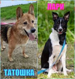 пёсики Татошка и Лари