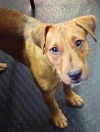 Метис питбультерьера и ягдтерьера, молодая собака