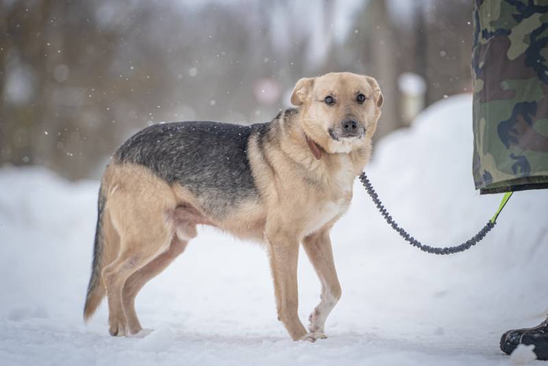 Собака улыбака Джонни ждет своего родного человека, свою семью!