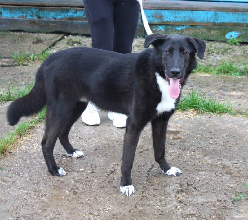 Собака-компаньон Туман мечтает о семье и доме!!!