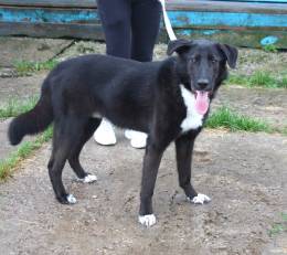 Собака-компаньон Туман мечтает о семье и доме!!!