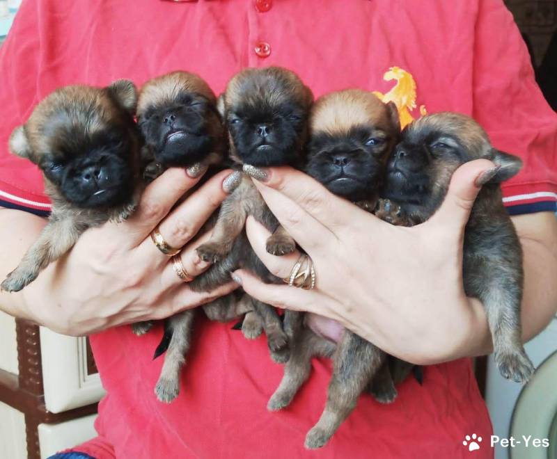 щенки пти-брабанона