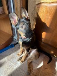 Щенок в добрые руки 