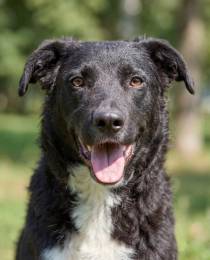 Ночка. Идеальная собака для квартиры!