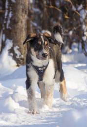 Робби в поисках семьи! 