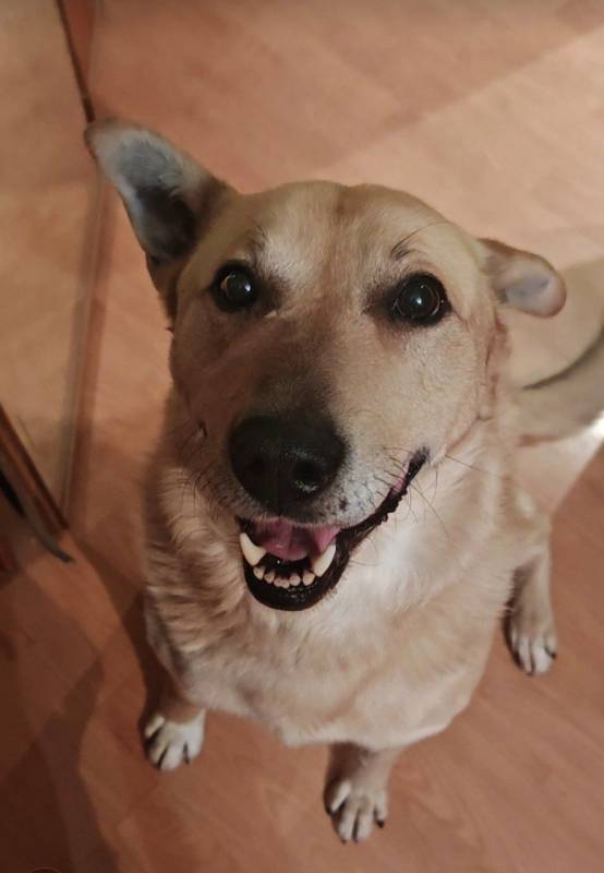 Срочно ищем дом Лапусу