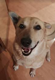 Срочно ищем дом Лапусу