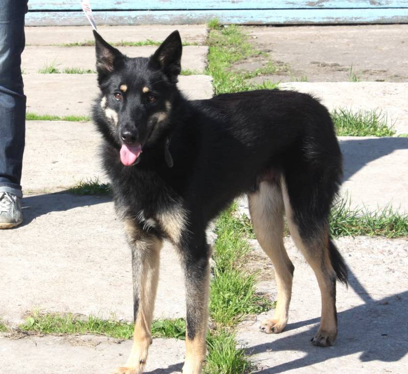 Красавчик Лимончик ищет дом и любимую семью 