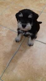 Щенок цвергшнауцера