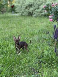 Вязка чихуахуа мини