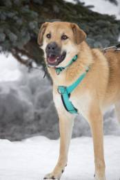 Чудесная Барабулька ищет дом и любящую семью!