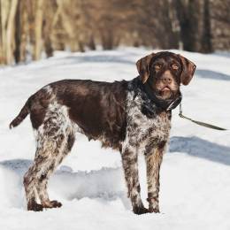 Немецкий дратхаар Линда в добрые руки