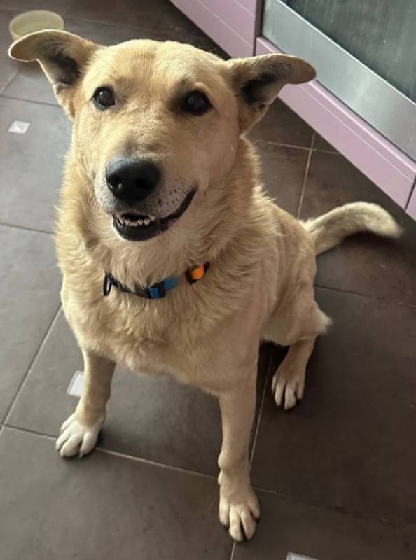 Милейший и любящий Лапус