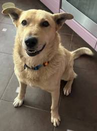 Милейший и любящий Лапус