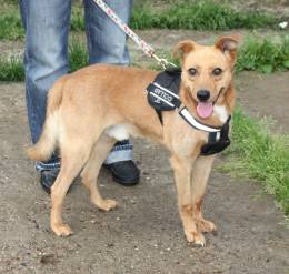 Добрый, жизнерадостный Чук мечтает о любимой семье и доме!