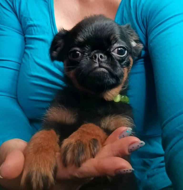 Миниатюрная девочка пти-брабансон