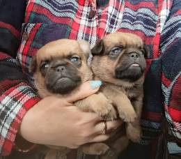 Рыжие мальчики малого брабансона