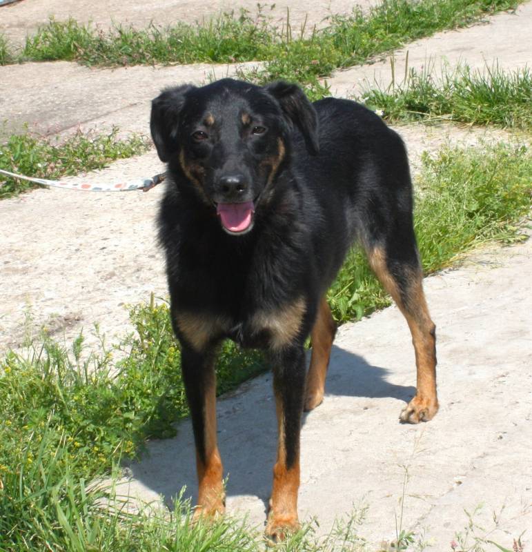 Ласковая, добрая собака Альма ждет своего родного ЧЕЛОВЕКА!