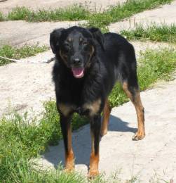 Ласковая, добрая собака Альма ждет своего родного ЧЕЛОВЕКА!