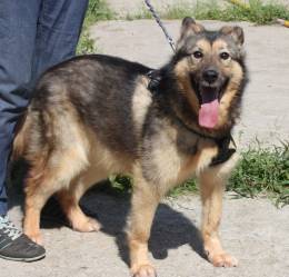 Дружелюбный, доверчивый Тимоша в поисках своей семьи и дома 