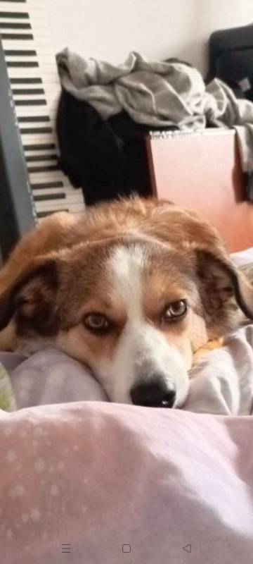 Срочно отдам собаку